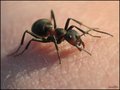 Име : Ant_01L.jpg
Големина : 111KB
Размери : 780x587
Дата на добавяне : април 30 2007 Ant_01L.jpg